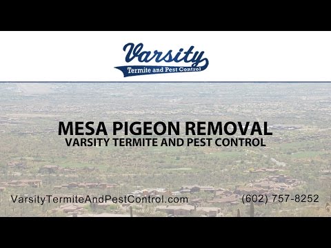 Mesa Pigeon Removal | Varsity Termite &amp; Pest Control