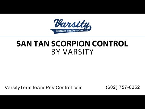 San Tan Scorpion Control | Varsity Termite &amp; Pest Control