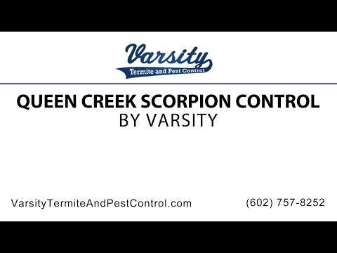 Queen Creek Scorpion Control | Varsity Termite &amp; Pest Control