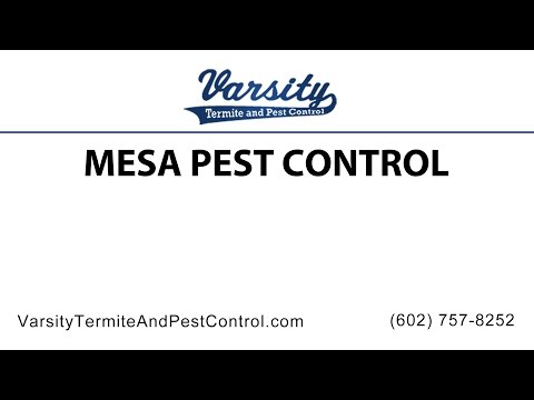 Mesa Pest Control By The Team At Varsity