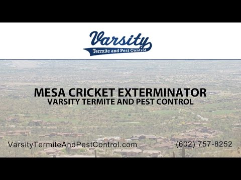 Mesa Cricket Exterminators | Varsity Termite &amp; Pest Control