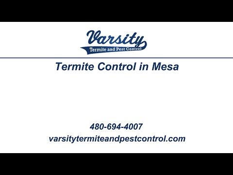 Termite Control in Mesa | Varsity Termite and Pest Control