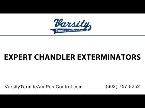 Expert Chandler Exterminators at Varsity Termite &amp; Pest Control