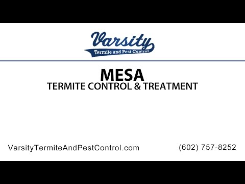 Mesa Termite Inspections &amp; Treatment By Varsity