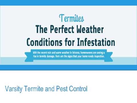 $5 Billion dollars annually in termite damage and repair costs (Infographic)