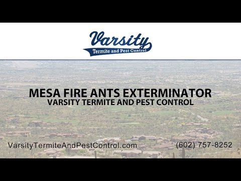 Mesa Fire Ant Exterminators | Varsity Termite &amp; Pest Control