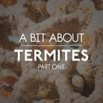 A Bit About Termites