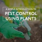 Pest Control Using Plants