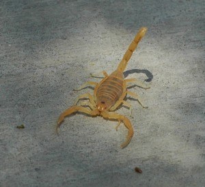 How to Prevent Scorpion Infestation Part Two