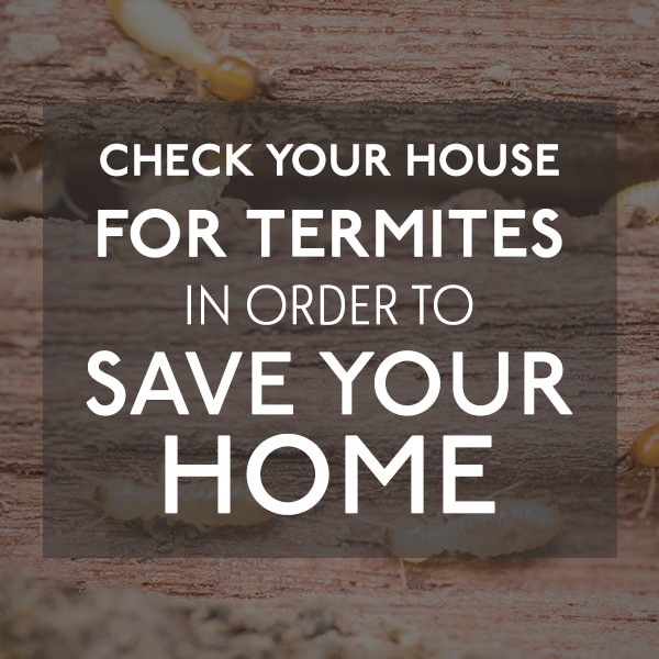 Termites in Wood AZ
