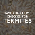 White Termites