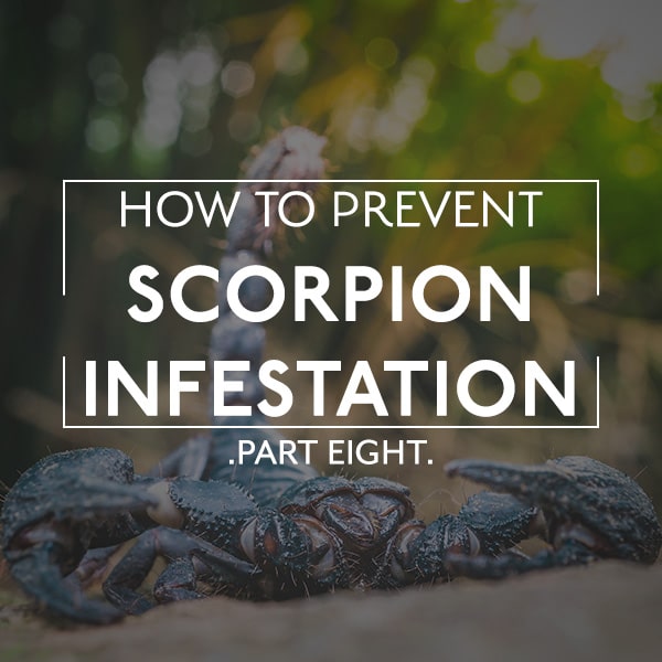 Scorpion Infestation
