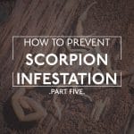 Scorpion Prevent