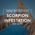 Scorpion Infestation