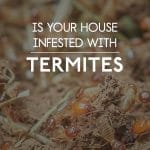 Infested with Termites