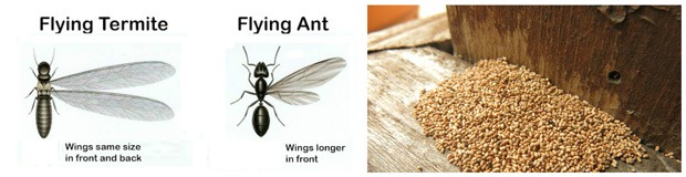 How to tell termites from ants!