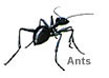 pest_control_ants