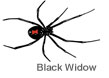 black_widow_pest_control
