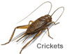 pest_control_crickets