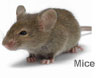 pest_control_mice