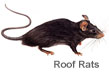 roof rats