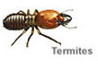 termite control mesa