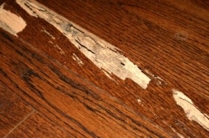 Termite Damage is Expensive