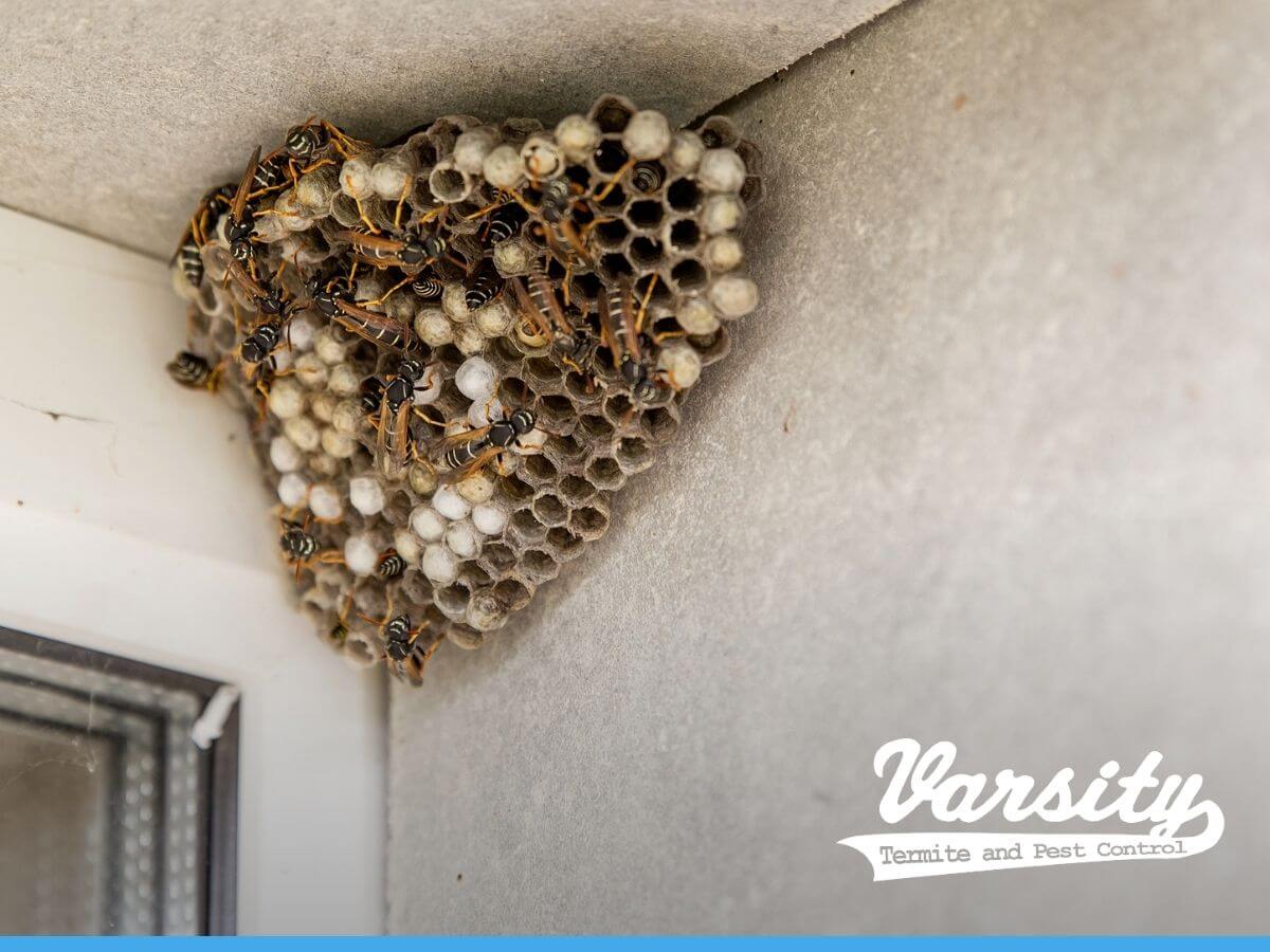 wasps nest hangs in the window of a house in Arizona