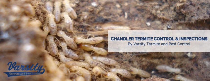 Professional Chandler Arizona Termite Treatment & Inspections By The Varsity Staff