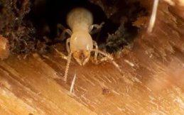 Get Rid Of Termites in Glendale