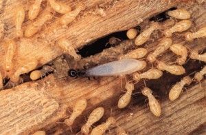 wood termite