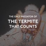 AZ Termite