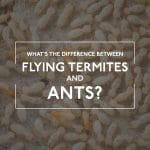 Difference Between Flying Termites and Ants