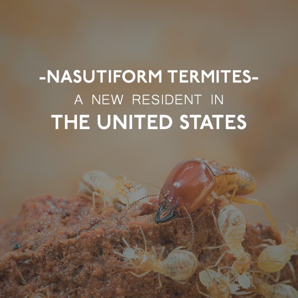 Nasutiform Termites