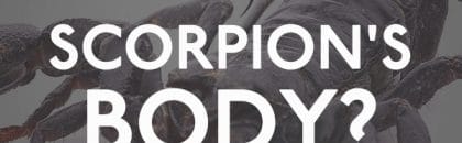 Scorpions Body