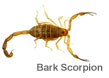bark_scorpions_pest_control