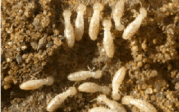 Phoenix Arizona Termites