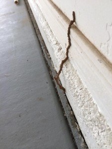 Termite Control in Casa Grande
