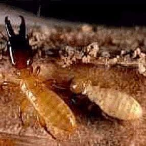 Termite Control in Maricopa Arizona