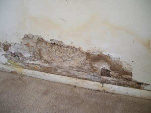 Termite Control Mesa AZ