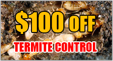 $100 off termite control