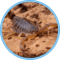 AZ Scorpion