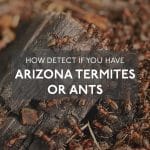 Arizona Termites or Ants
