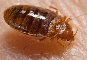 bed bug_ varsity pest control