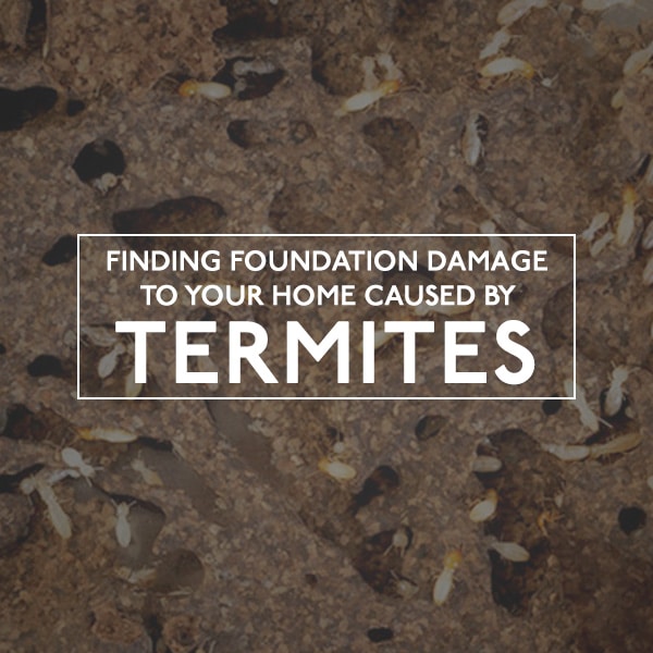 AZ Termite Damage