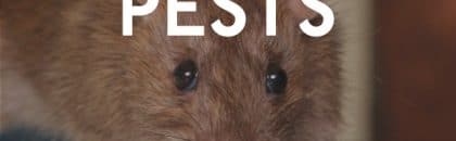 Rat Pest in AZ