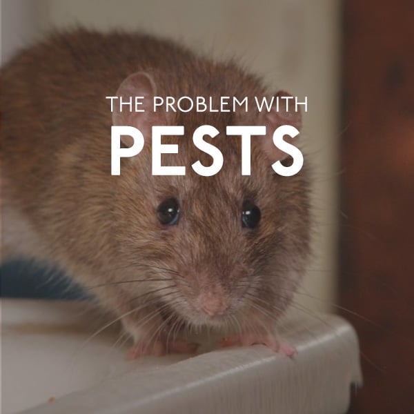 Rat Pest in AZ
