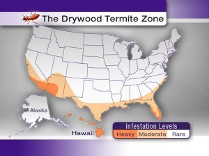 Drywood Termite Infestations- Varsity Termite and Pest Control