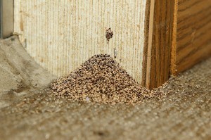 Termite Droppings- Varsity Termite and Pest Control