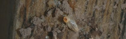 Termite Damage in Arizona